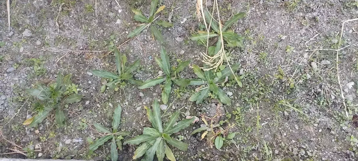 Culantro growing in School Herbal Garden